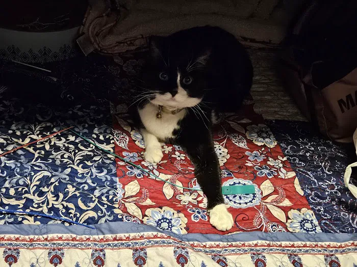 Bolivar Pet Hospital Picture 4