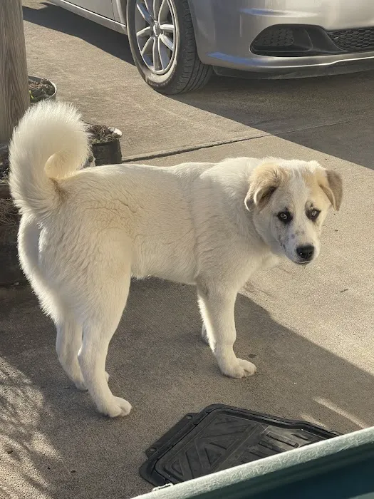 Bolivar Pet Hospital Picture 6