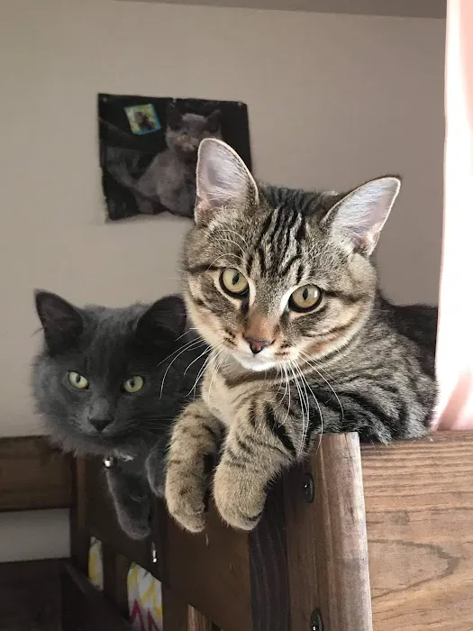 Bolivar Pet Hospital Picture 9