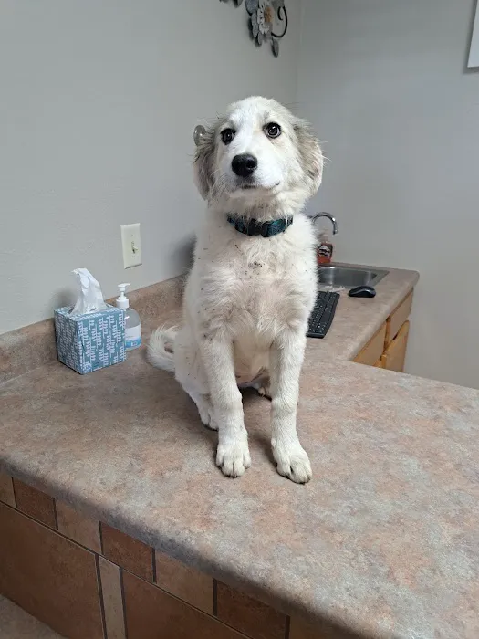 All Creatures Animal Clinic Picture 1