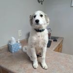 All Creatures Animal Clinic