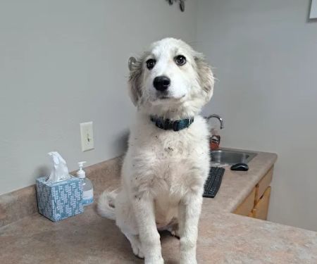 All Creatures Animal Clinic