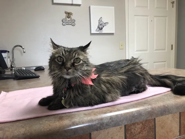 All Creatures Animal Clinic Picture 6