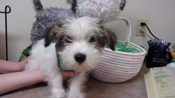 All Creatures Animal Clinic Picture 10