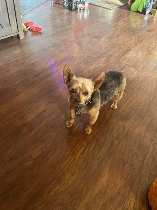 All Creatures Animal Clinic: Mark Hale, DVM Picture 1