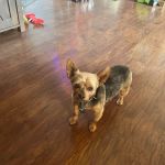 All Creatures Animal Clinic: Mark Hale, DVM