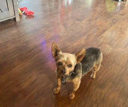 All Creatures Animal Clinic: Mark Hale, DVM