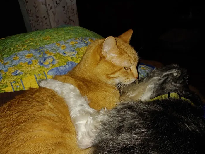 All Creatures Animal Clinic: Mark Hale, DVM Picture 7