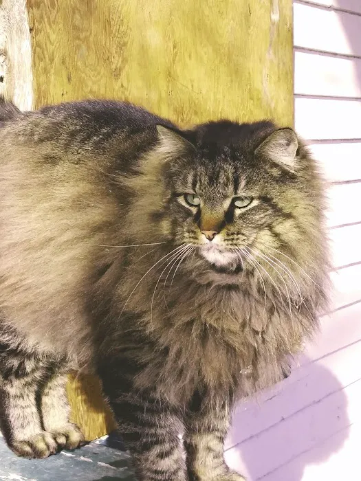 All Creatures Animal Clinic: Mark Hale, DVM Picture 9