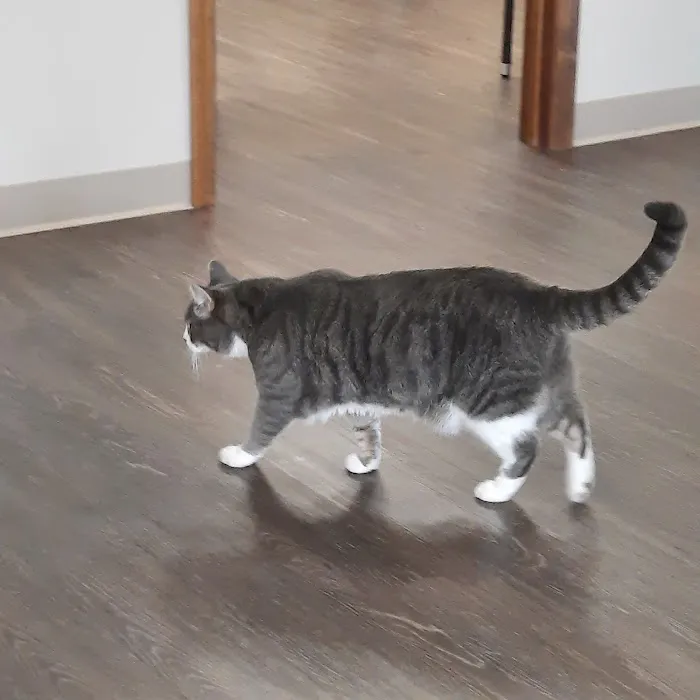 Animal Care Clinic of Bolivar Picture 3