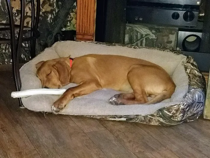 Animal Care Clinic of Bolivar Picture 4