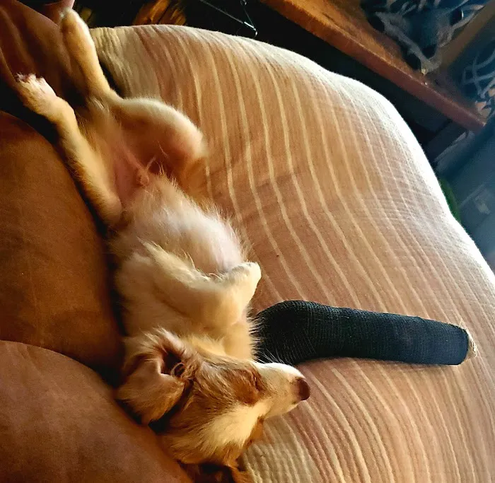 Animal Care Clinic of Bolivar Picture 6