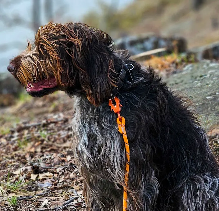 Animal Care Clinic of Bolivar Picture 9