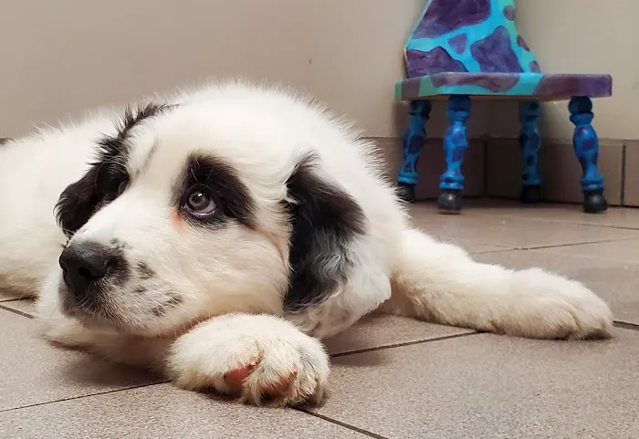 Fair Grove Veterinary Service Picture 1