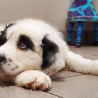 Fair Grove Veterinary Service ico