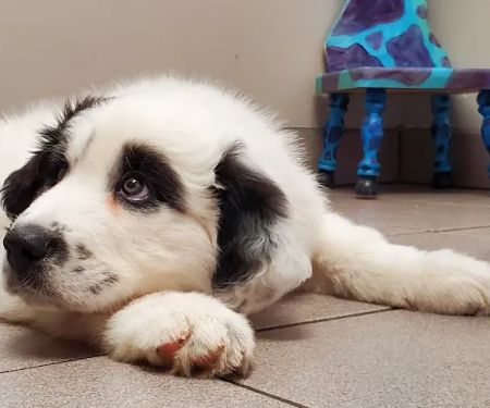 Fair Grove Veterinary Service