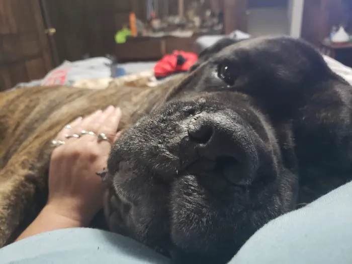 Fair Grove Veterinary Service Picture 4