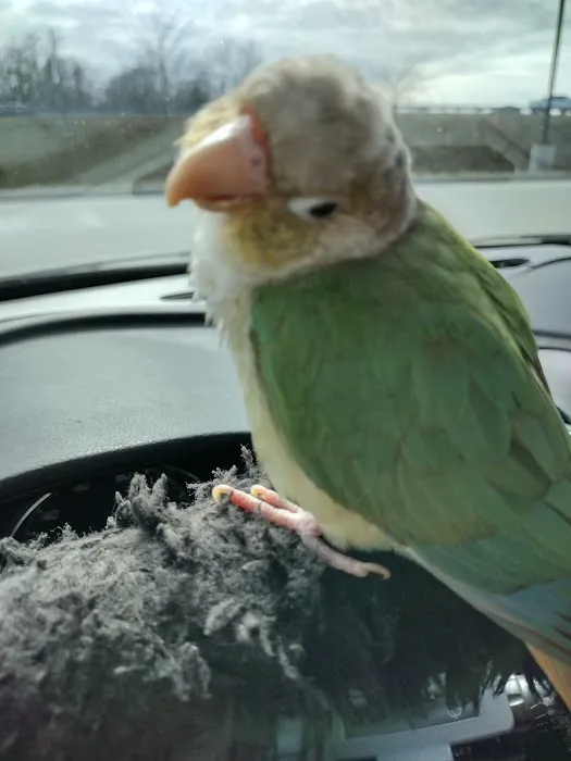 Fair Grove Veterinary Service Picture 2