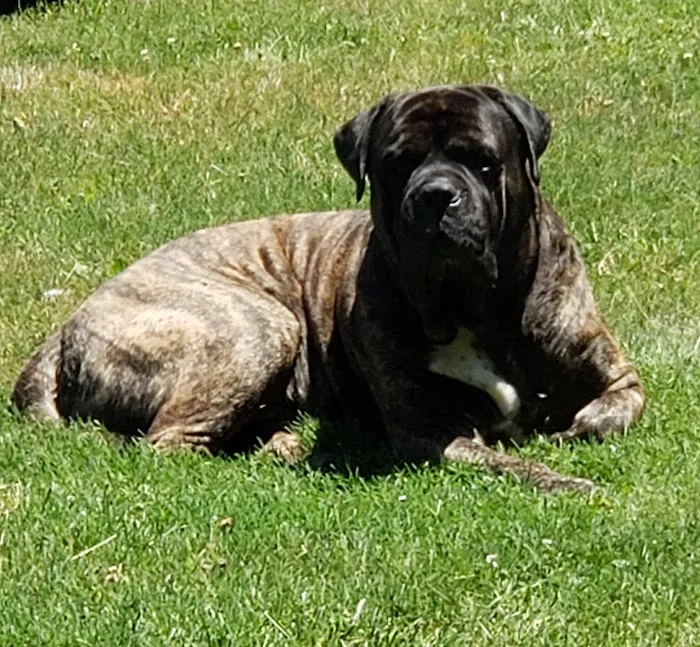 Fair Grove Veterinary Service Picture 6