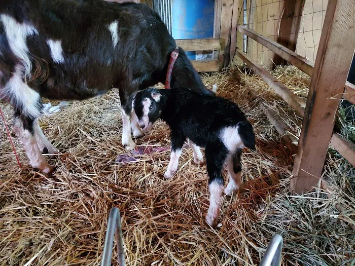 Fair Grove Veterinary Service Picture 8