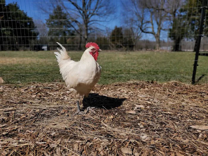 Fair Grove Veterinary Service Picture 9