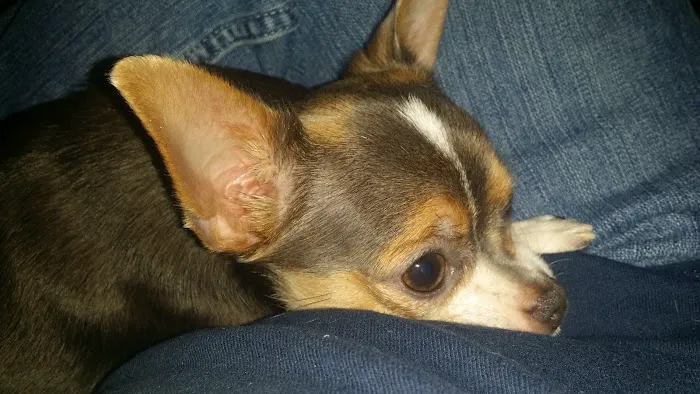 Marshfield Veterinary Clinic Picture 2