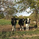 Marshfield Veterinary Clinic