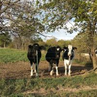 Marshfield Veterinary Clinic ico