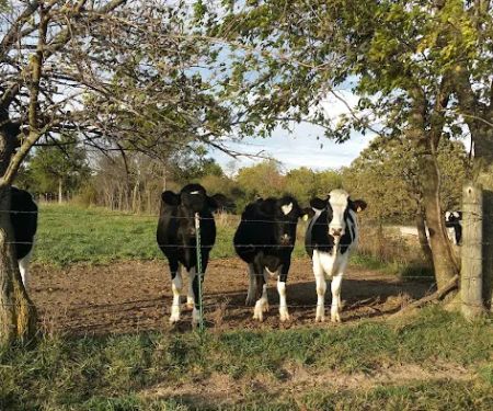 Marshfield Veterinary Clinic