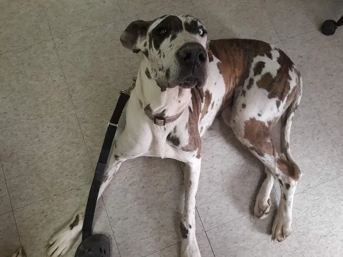 Marshfield Veterinary Clinic Picture 10