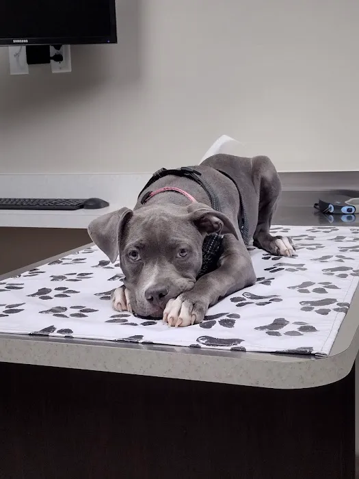 Strafford Veterinary Clinic Picture 1