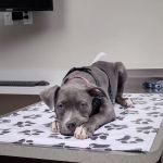 Strafford Veterinary Clinic