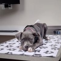 Strafford Veterinary Clinic ico