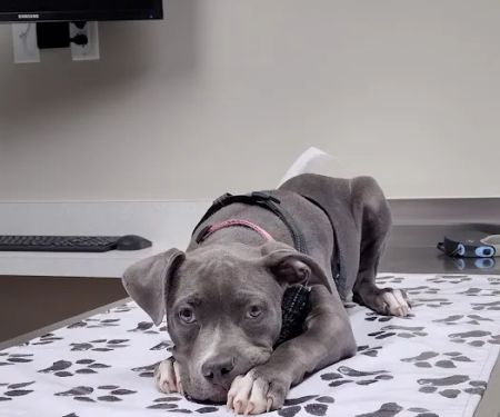 Strafford Veterinary Clinic