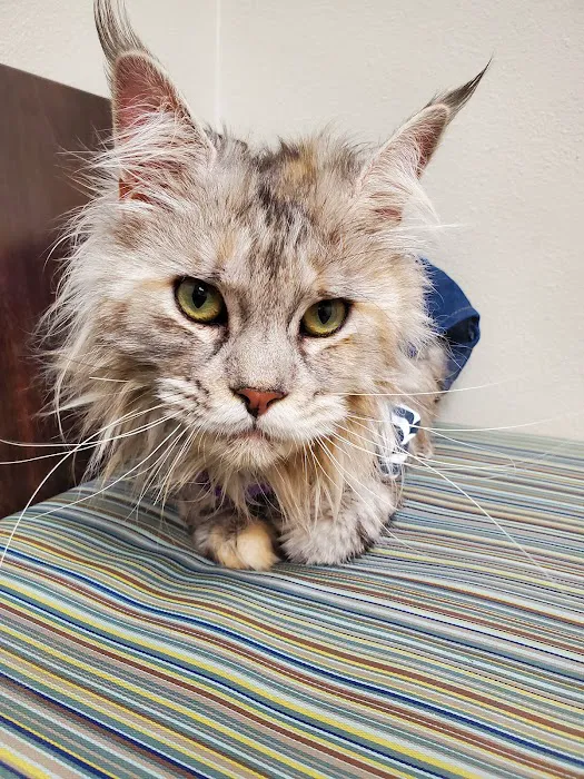 Strafford Veterinary Clinic Picture 5