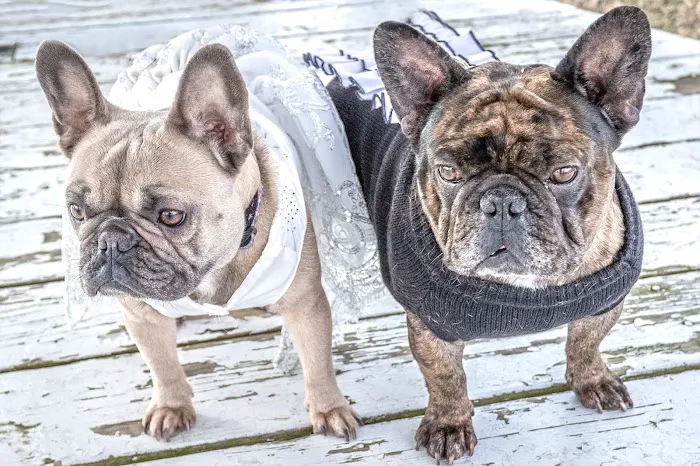 Strafford Veterinary Clinic Picture 8