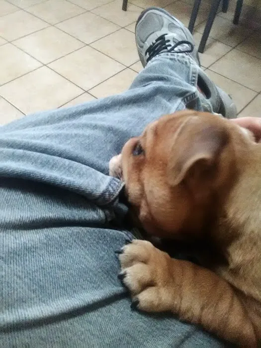 Strafford Veterinary Clinic Picture 10