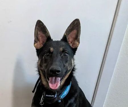 Marshfield Veterinary Clinic