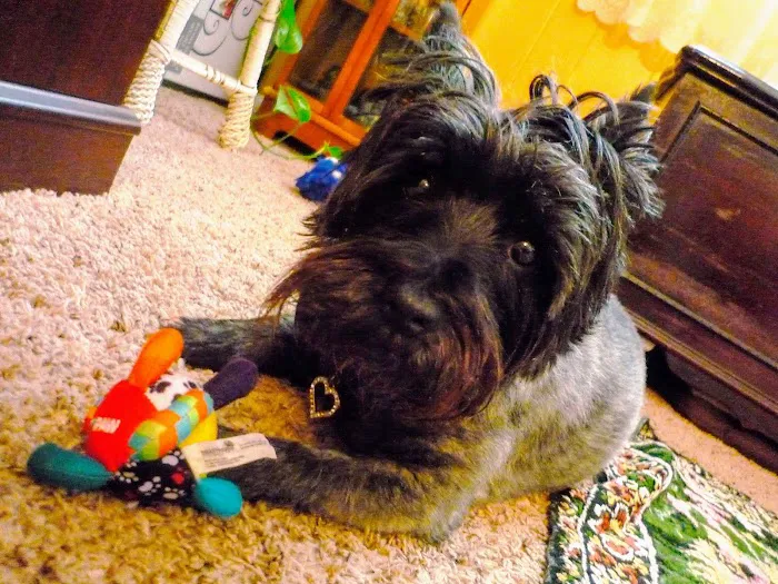 Marshfield Veterinary Clinic Picture 9