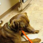 Tender Heart Animal Clinic