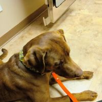 Tender Heart Animal Clinic ico