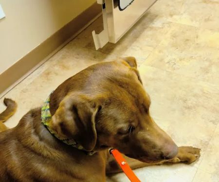 Tender Heart Animal Clinic