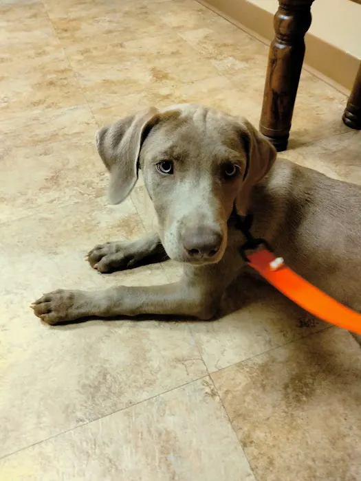 Tender Heart Animal Clinic Picture 3