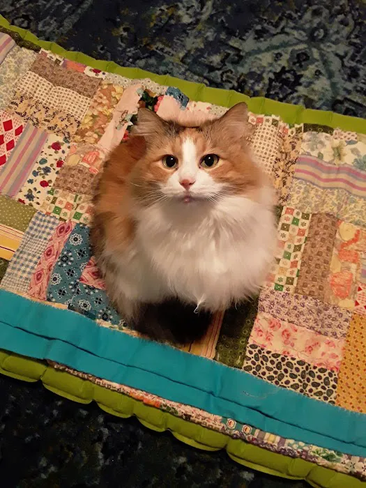 Tender Heart Animal Clinic Picture 5