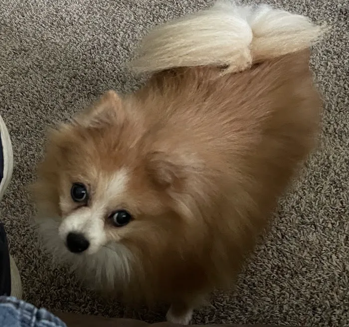 Tender Heart Animal Clinic Picture 6