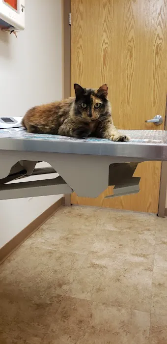 Tender Heart Animal Clinic Picture 4