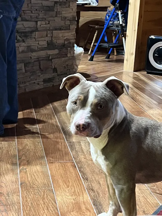 Tender Heart Animal Clinic Picture 8