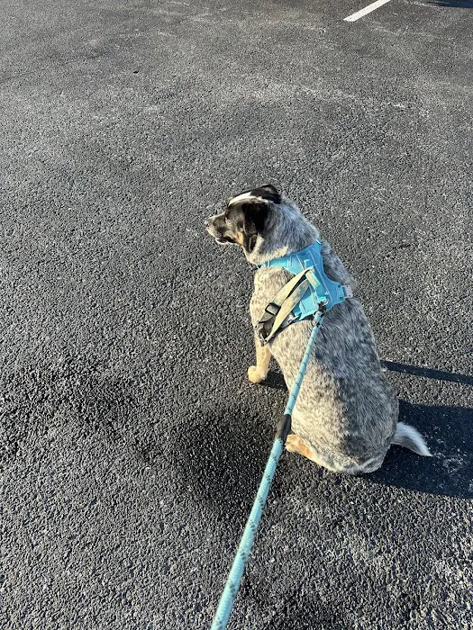 Tender Heart Animal Clinic Picture 7