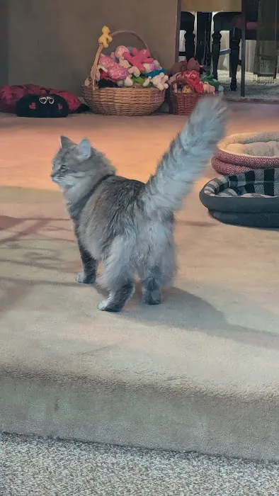 Eastside Veterinary Service Picture 1