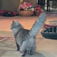 Eastside Veterinary Service ico